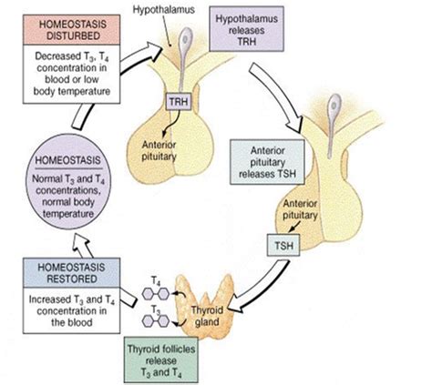 adrenal insufficiency in thyroid storm